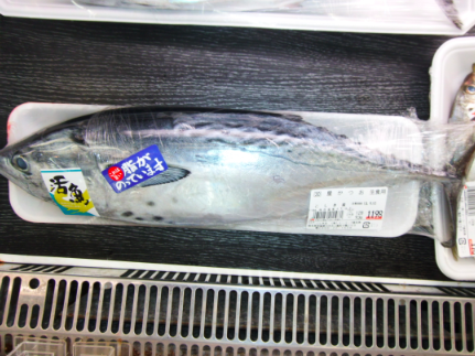 甑島のお魚紹介 ２１ 星かつお モリさんのブログ