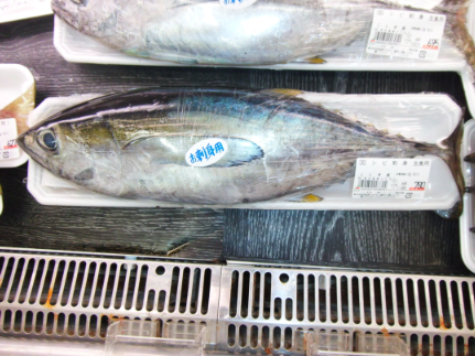 甑島のお魚紹介 ２３ シビ モリさんのブログ